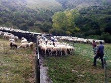 Fent entrar les ovelles a la mànega.Dia de Sant Miquel 2011